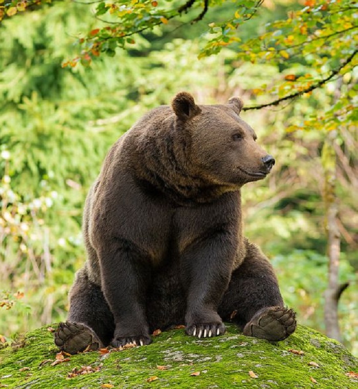 Картинки-животных-страница-и-10 Картинки-животных-страница-и-10