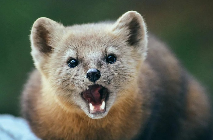 Картинки-животных-страница-и-02 Картинки-животных-страница-и-02