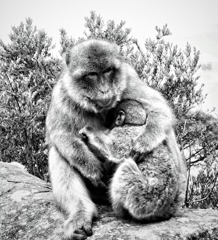 Картинки-животных-страница-и-05 Картинки-животных-страница-и-05