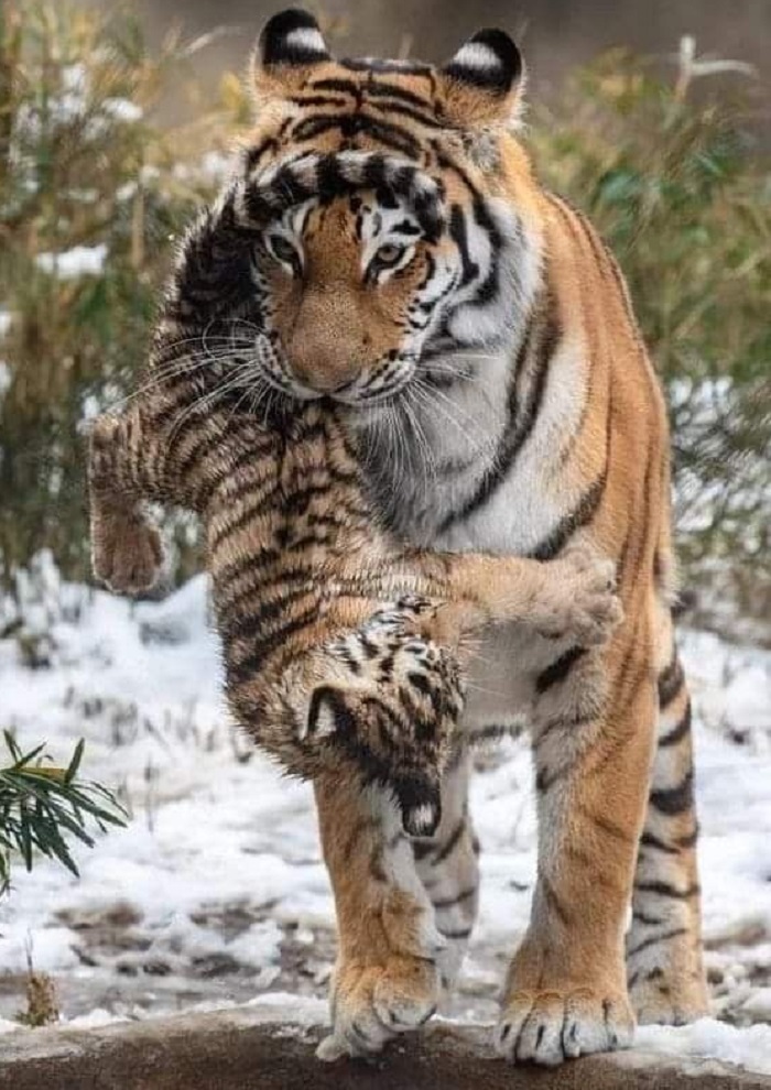 Картинки-животных-страница-и-06 Картинки-животных-страница-и-06