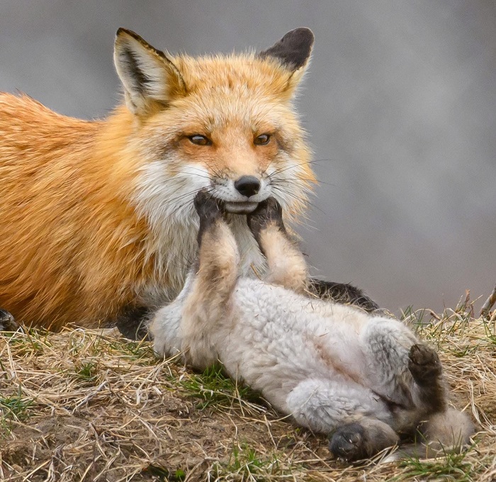 Картинки-животных-страница-и-07 Картинки-животных-страница-и-07