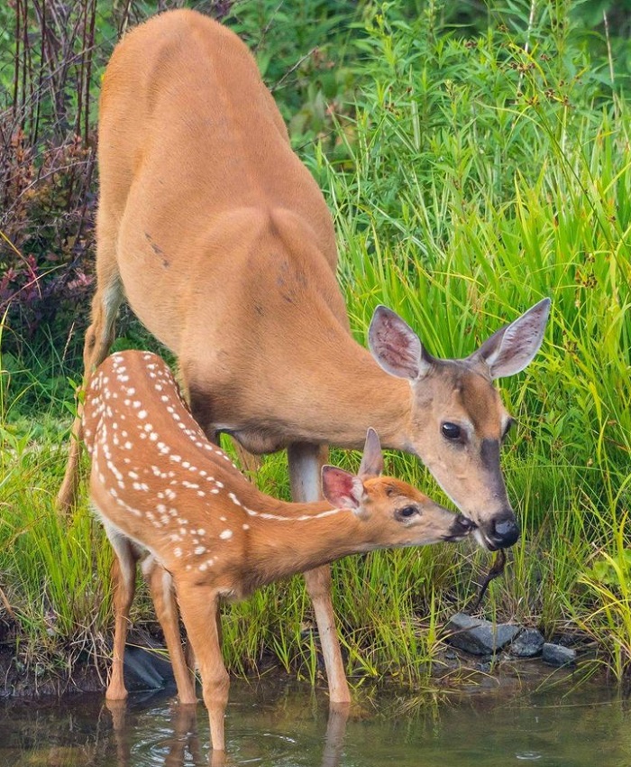 Картинки-животных-страница-и-09 Картинки-животных-страница-и-09