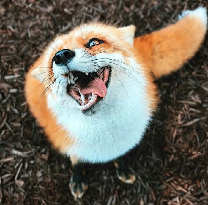 Животное-лиса-04 Животное-лиса-04