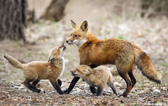 Животное-лиса-05 Животное-лиса-05