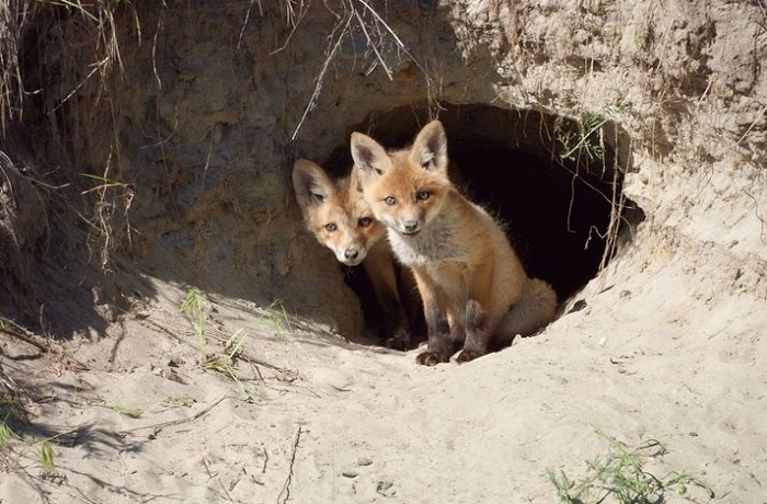 Животное-лиса-06 Животное-лиса-06