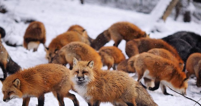 Животное-лиса-07 Животное-лиса-07