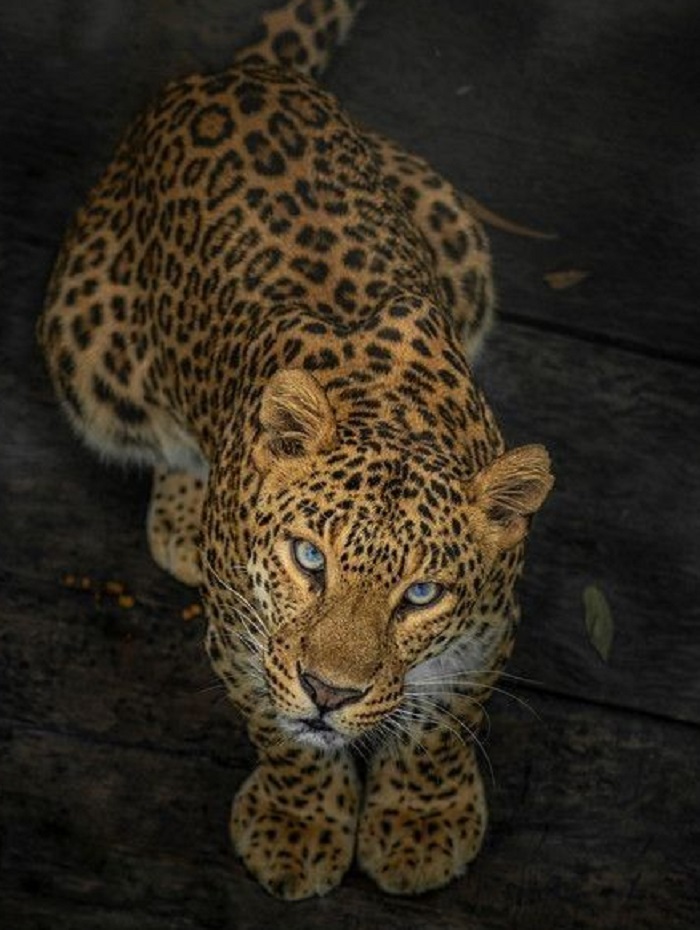 Картинки-животных-страница-й-10