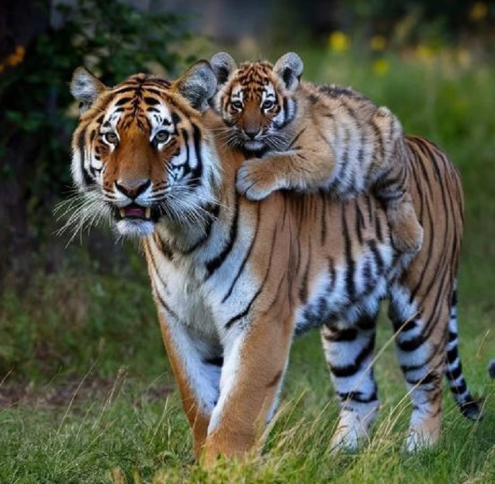 Картинки-животных-страница-й-03