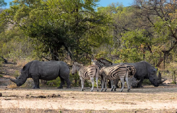 Картинки-животных-страница-й-04