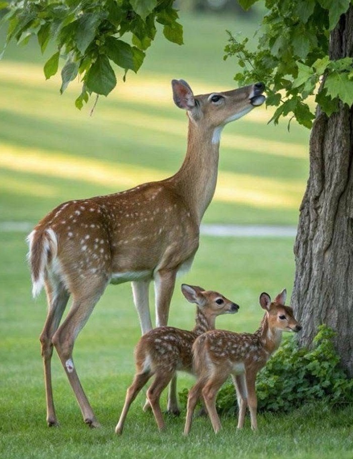 Картинки-животных-страница-й-05