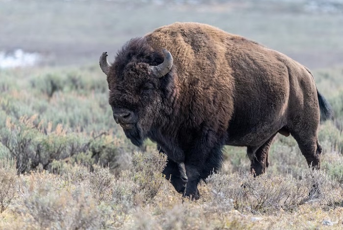 Картинки-животных-страница-й-08