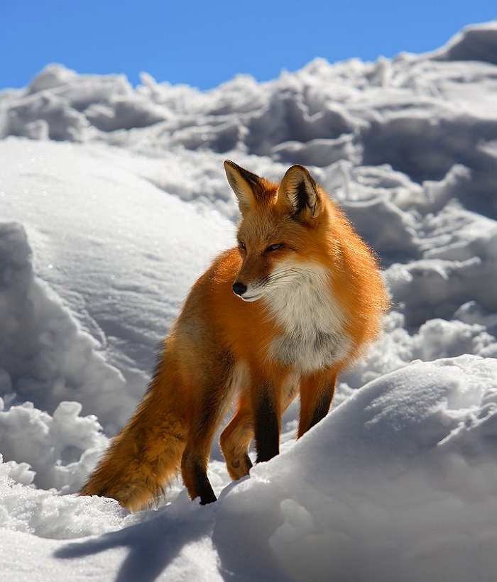 Картинки-животных-страница-й-09