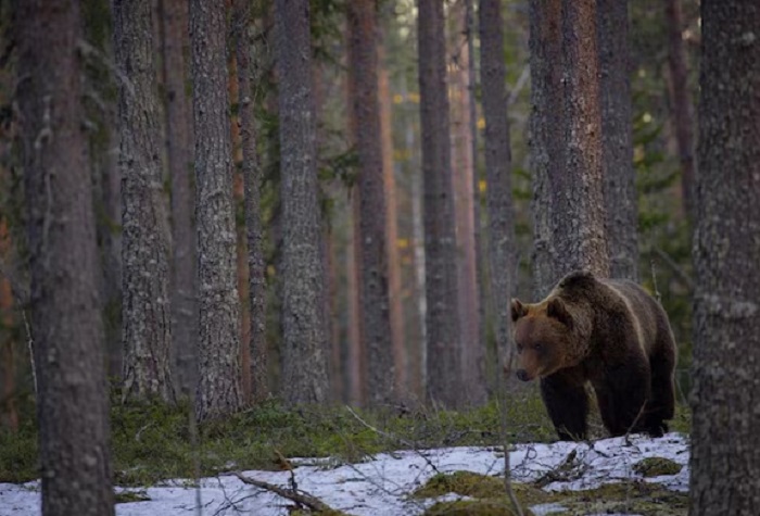 Животное-медведь-03