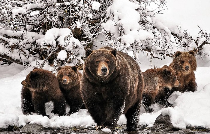 Животное-медведь-07