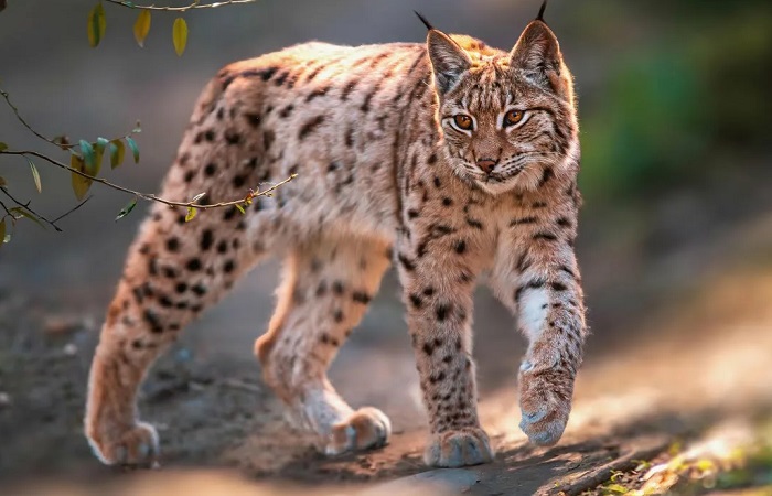 Животное-рысь-02