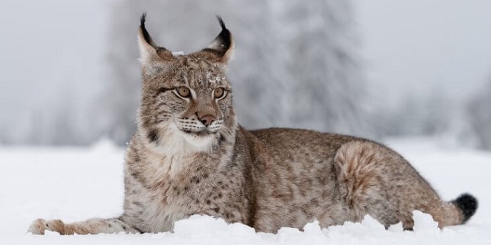 Животное-рысь-03