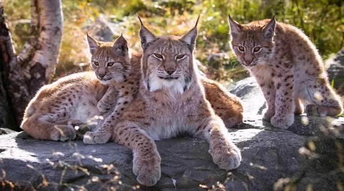 Животное-рысь-04