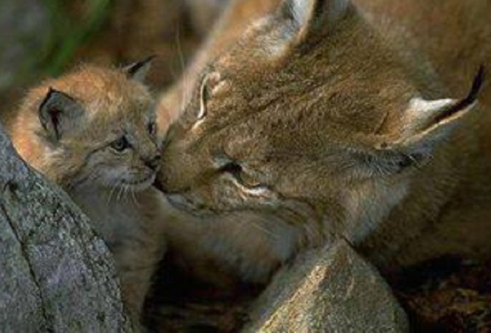 Животное-рысь-05