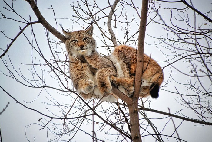 Животное-рысь-06