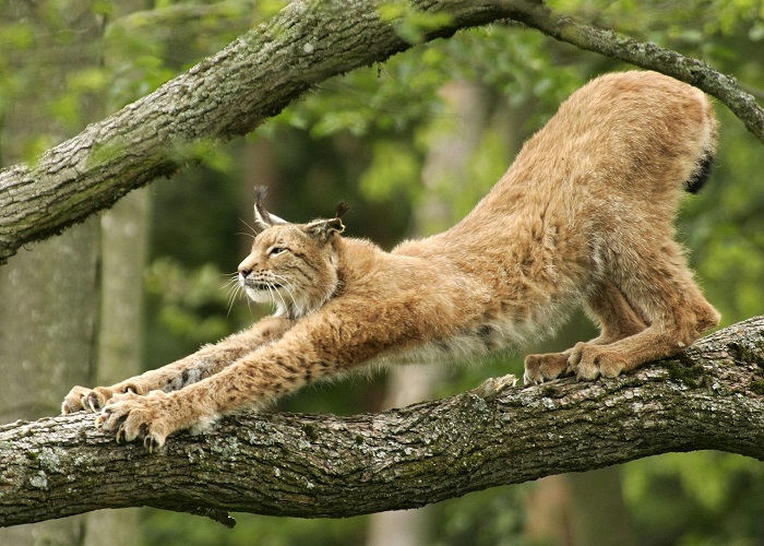 Животное-рысь-07