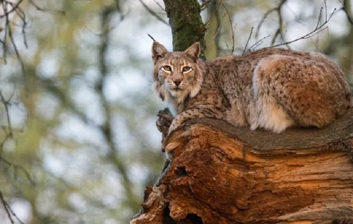 Картинки-животных-страница-к-01