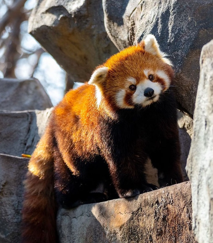 Картинки-животных-страница-к-10