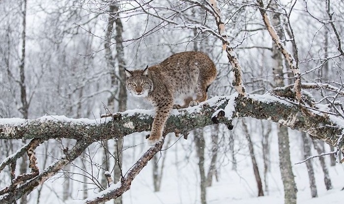 Картинки-животных-страница-к-02