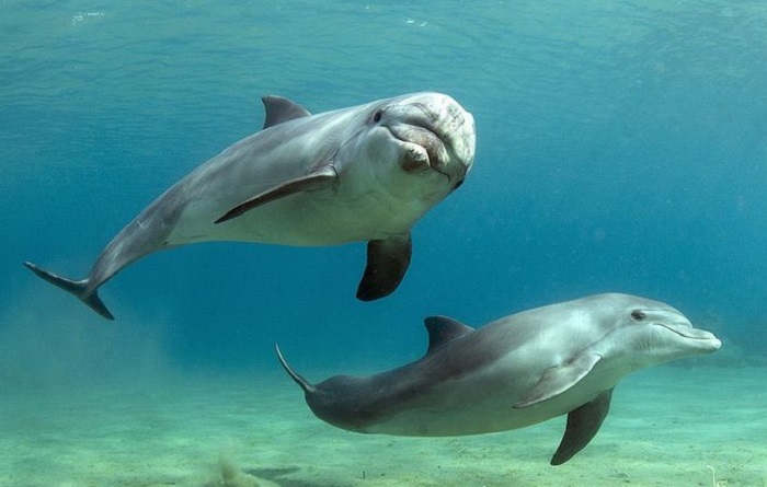 Картинки-животных-страница-к-03