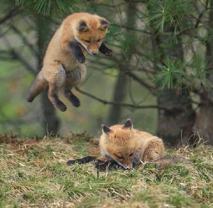 Картинки-животных-страница-к-05