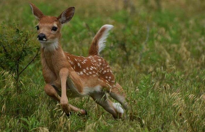 Картинки-животных-страница-к-07