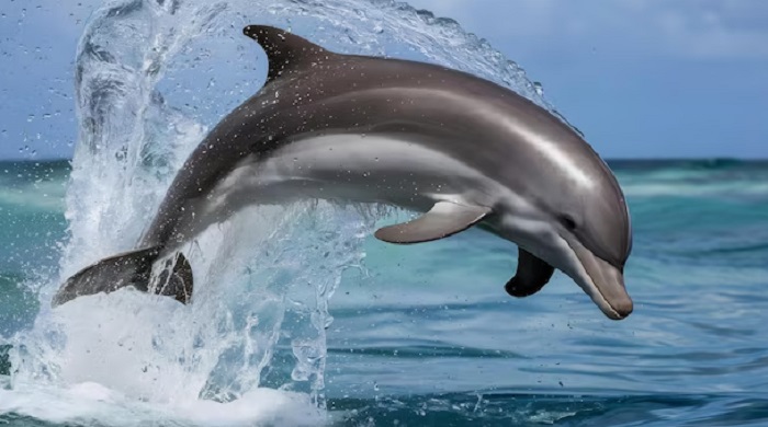 Картинки-животных-страница-л-01