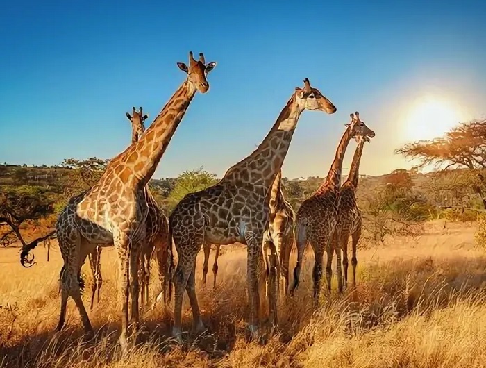 Картинки-животных-страница-л-10