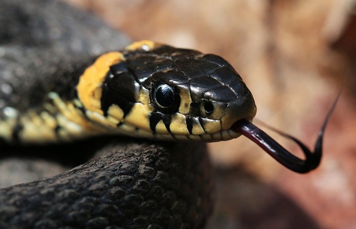 Картинки-животных-страница-л-05