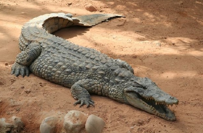 Картинки-животных-страница-л-06