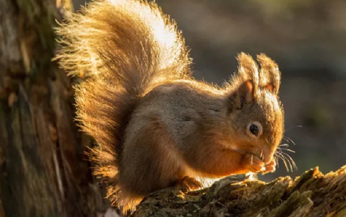 Картинки-животных-страница-л-08