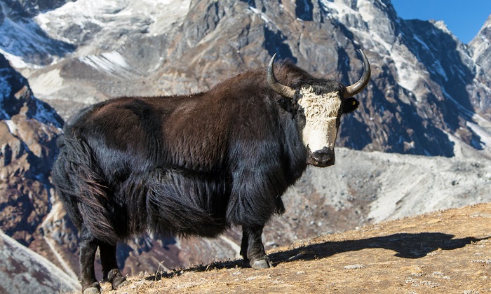 Картинки-животных-страница-л-09