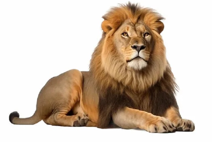Животное-лев-01