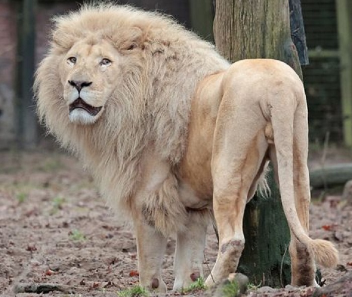 Животное-лев-03
