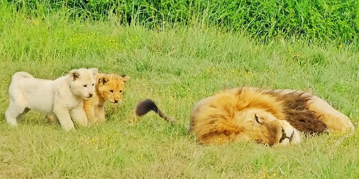 Животное-лев-05