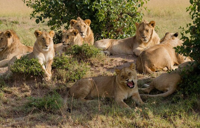 Животное-лев-06