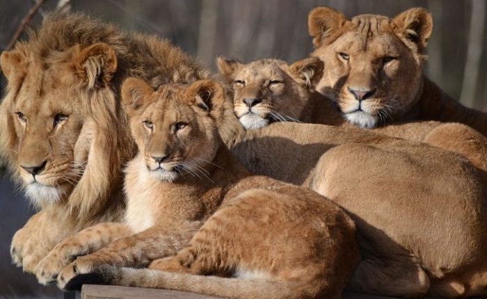 Животное-лев-07