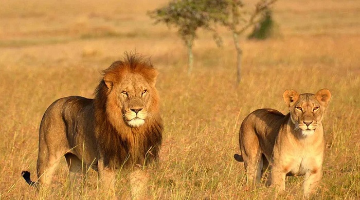 Животное-лев-08