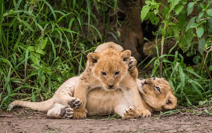 Животное-лев-09