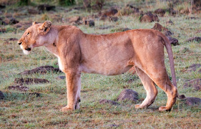 Картинки-животных-страница-м-01