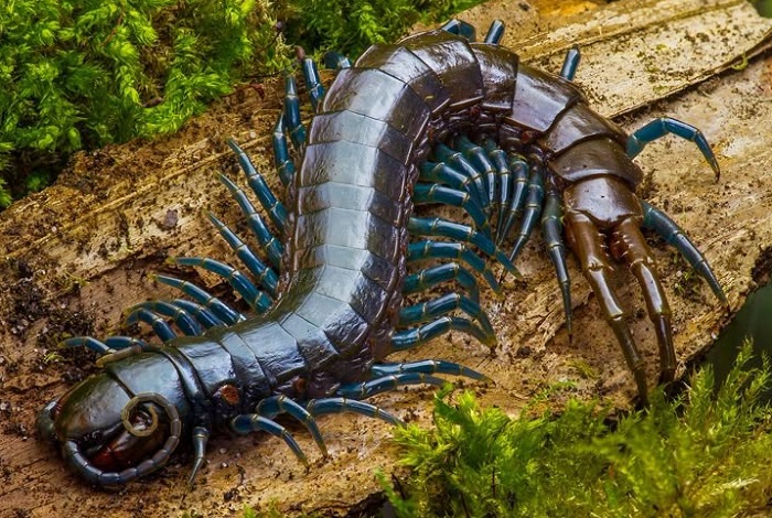 Картинки-животных-страница-м-04