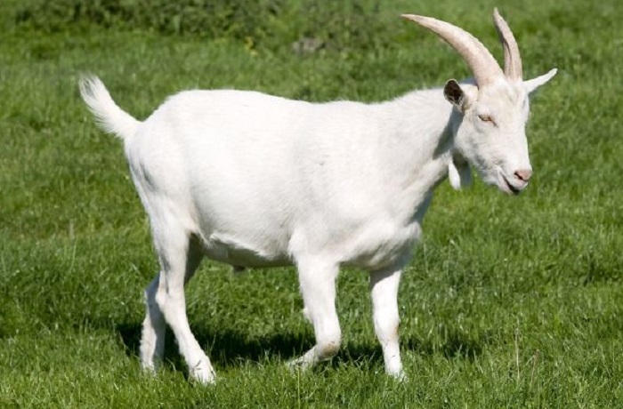 Картинки-животных-страница-м-06