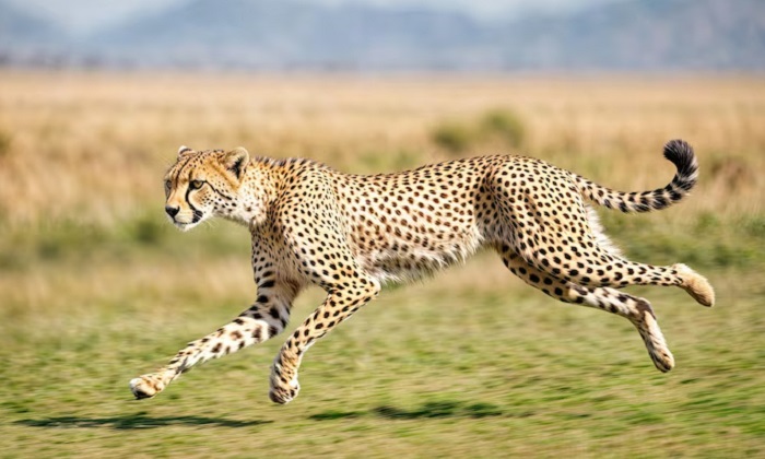 Животное-гепард-01