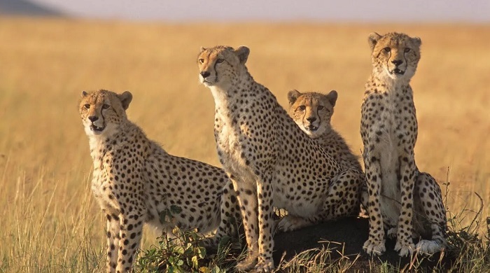 Животное-гепард-10