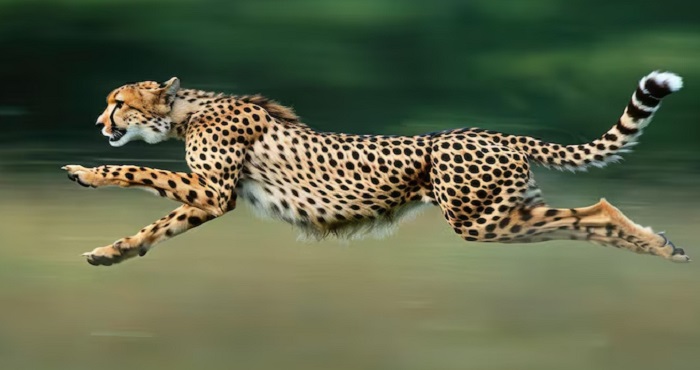 Животное-гепард-02