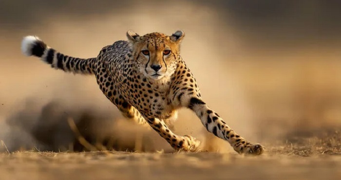 Животное-гепард-03